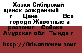 Хаски Сибирский (щенок рожденный 20.03.2017г.) › Цена ­ 25 000 - Все города Животные и растения » Собаки   . Амурская обл.,Тында г.